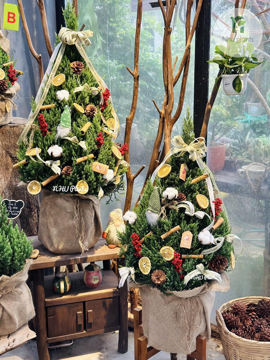 Việc nắm vững điều kiện ánh sáng, nước tưới và môi trường sống phù hợp sẽ giúp cây phát triển ổn định, hạn chế sâu bệnh và duy trì vẻ đẹp lâu dài.