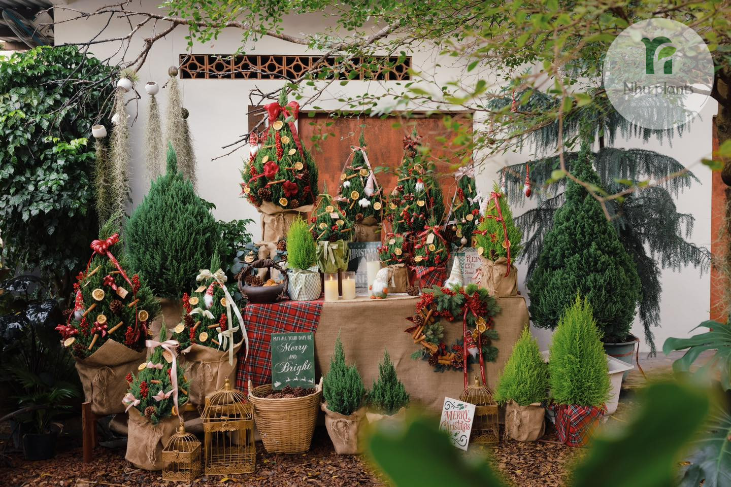 chăm sóc cây Sơn Tùng xanh đẹp tròn ú