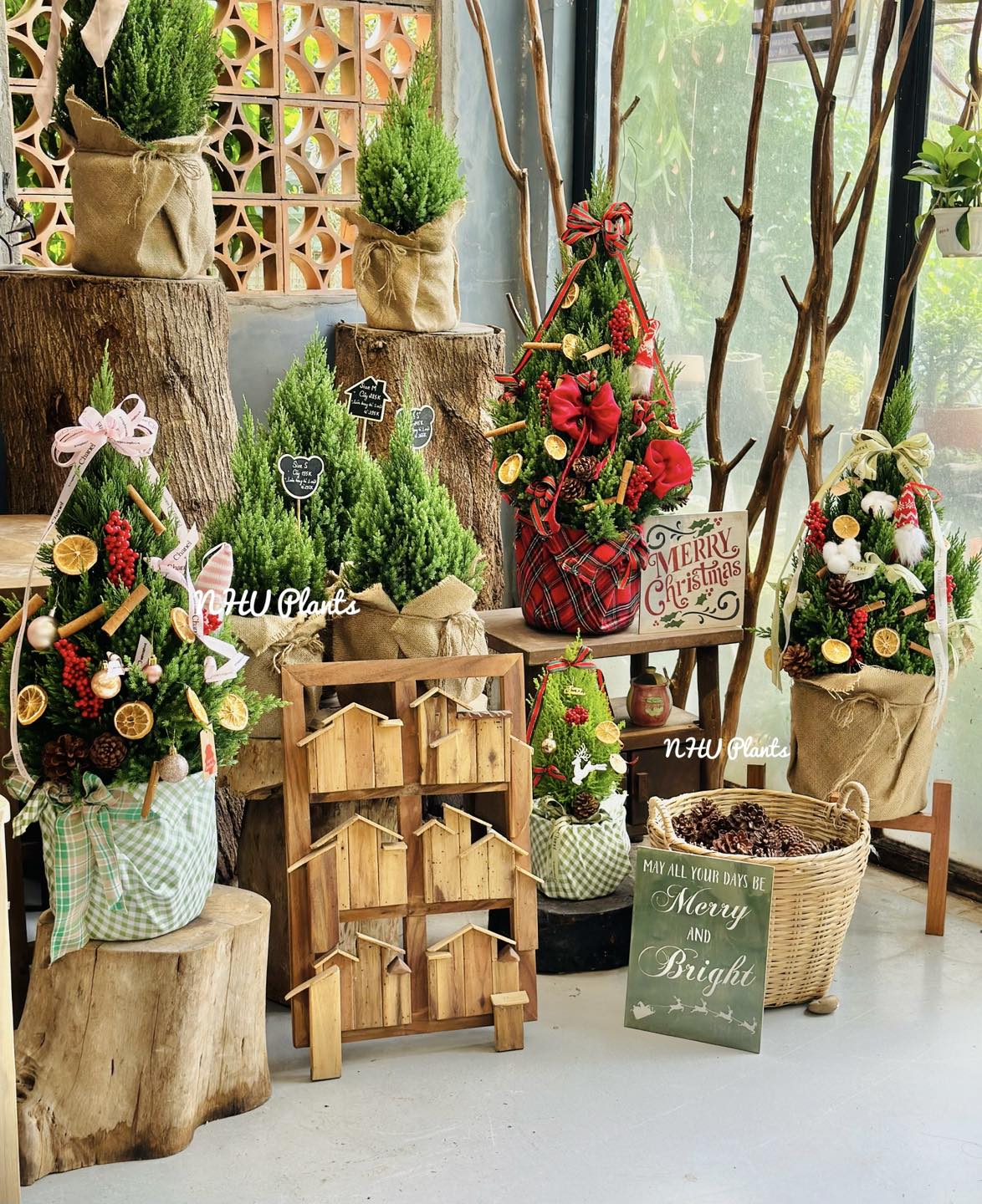 Sơn tùng Ú nhà NHU Plants