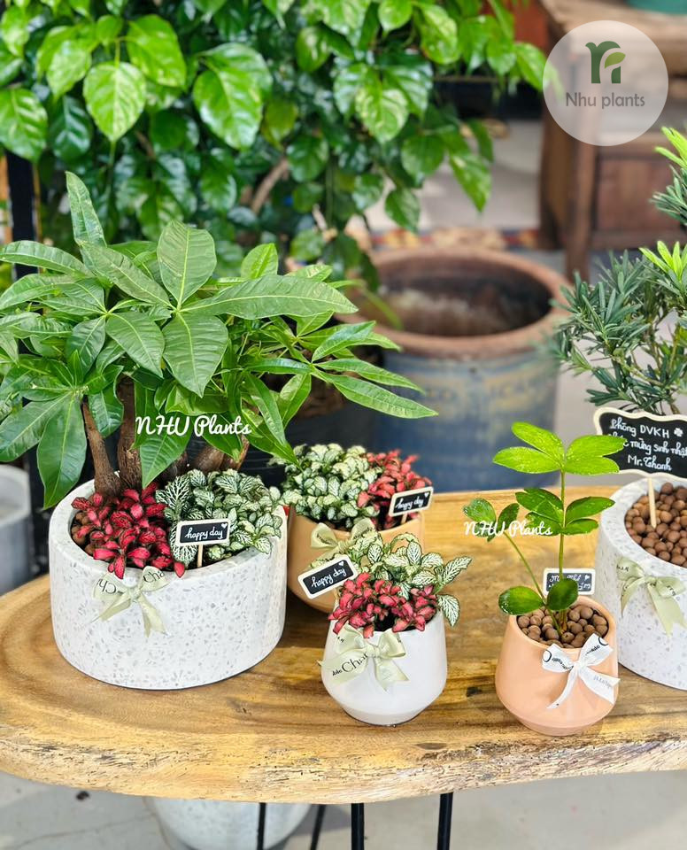 cây Kim Ngân để bàn mang ý nghĩa tinh thần tích cực, như một lời nhắc nhở nhẹ nhàng về sự kiên trì và ổn định.