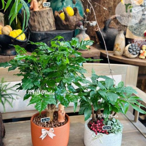 602387439_1311994574276043_6386569035516384698_n