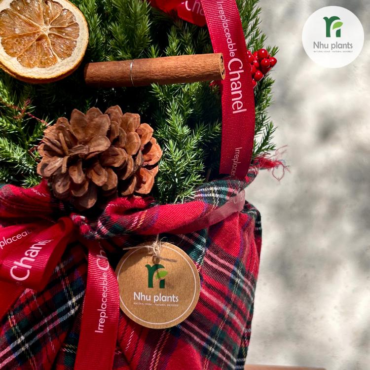 CÂY TÙNG Ú Mập size M ( 55 CM - 60CM ) | NHU Plants - Hình ảnh 5