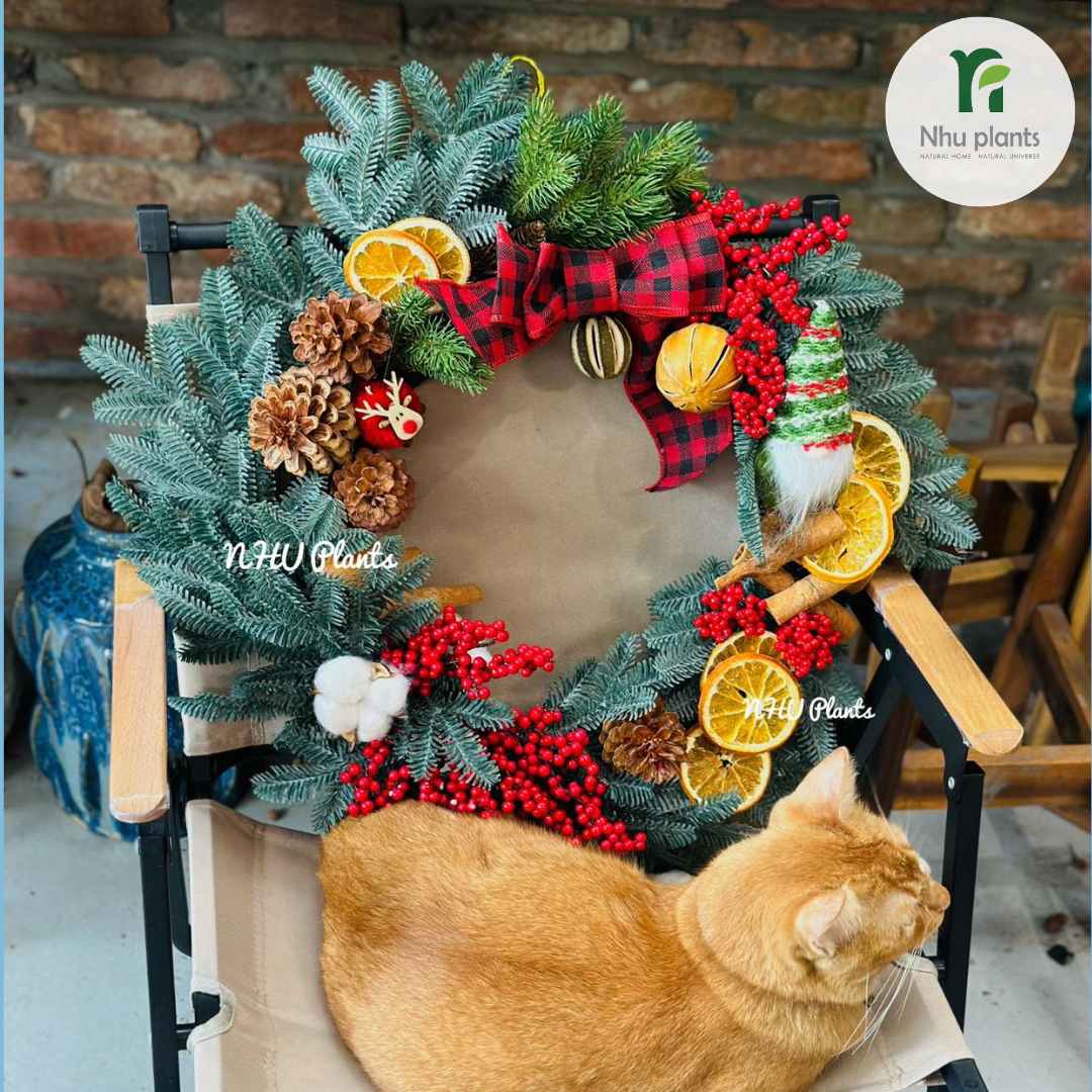 Vòng Nguyệt Quế Size M (35–37cm) – NHU Plants - Hình ảnh 3