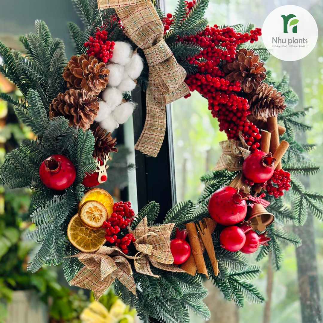 Vòng Nguyệt Quế Size M (35–37cm) – NHU Plants - Hình ảnh 2