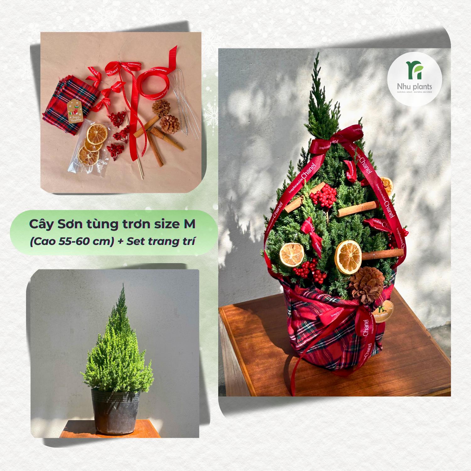 CÂY TÙNG Ú Mập size M ( 55 CM - 60CM ) | NHU Plants