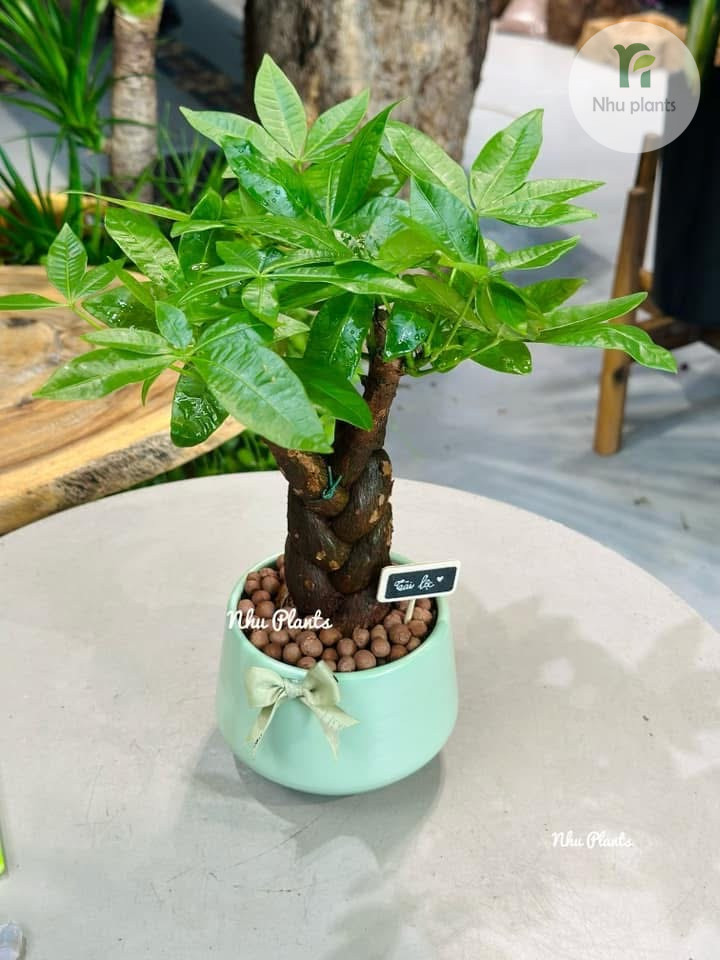 Cây để bàn Kim ngân 