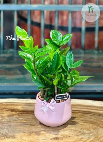 Cây Kim Tiền để bàn