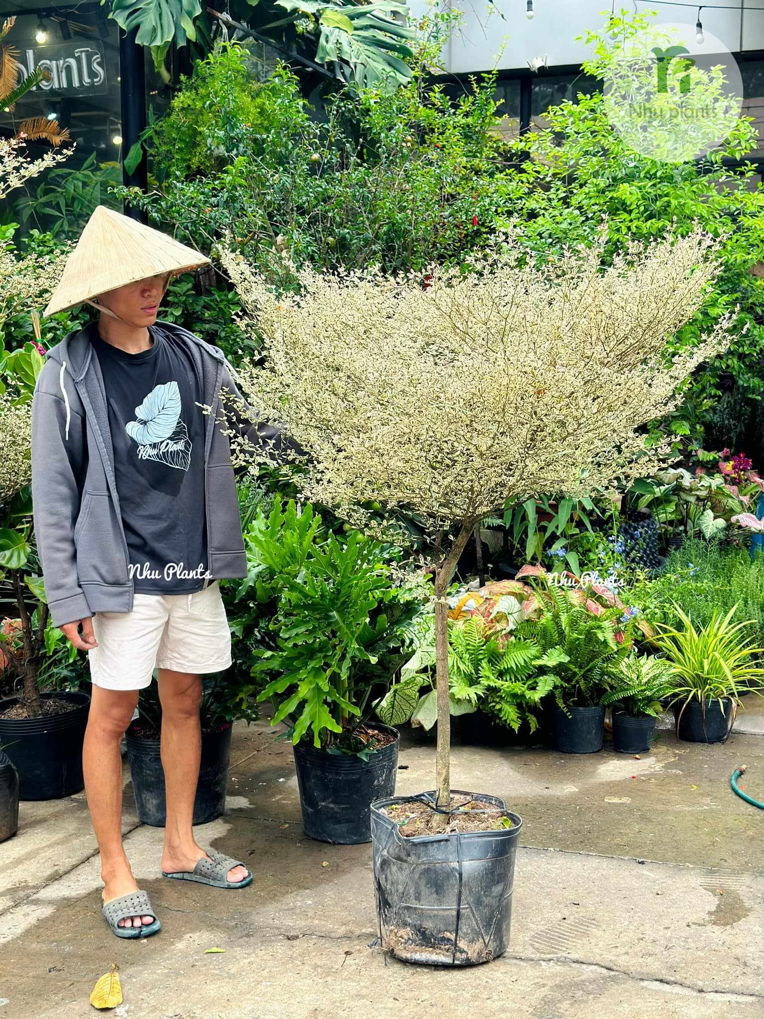 vẻ đẹp độc đáo trong nhóm cây ngoại thất