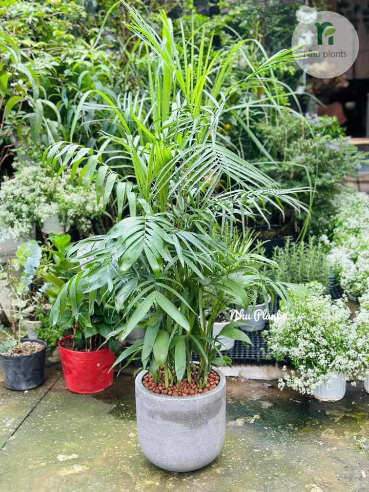 Cây Cau Hawaii Trang Trí Nội Thất