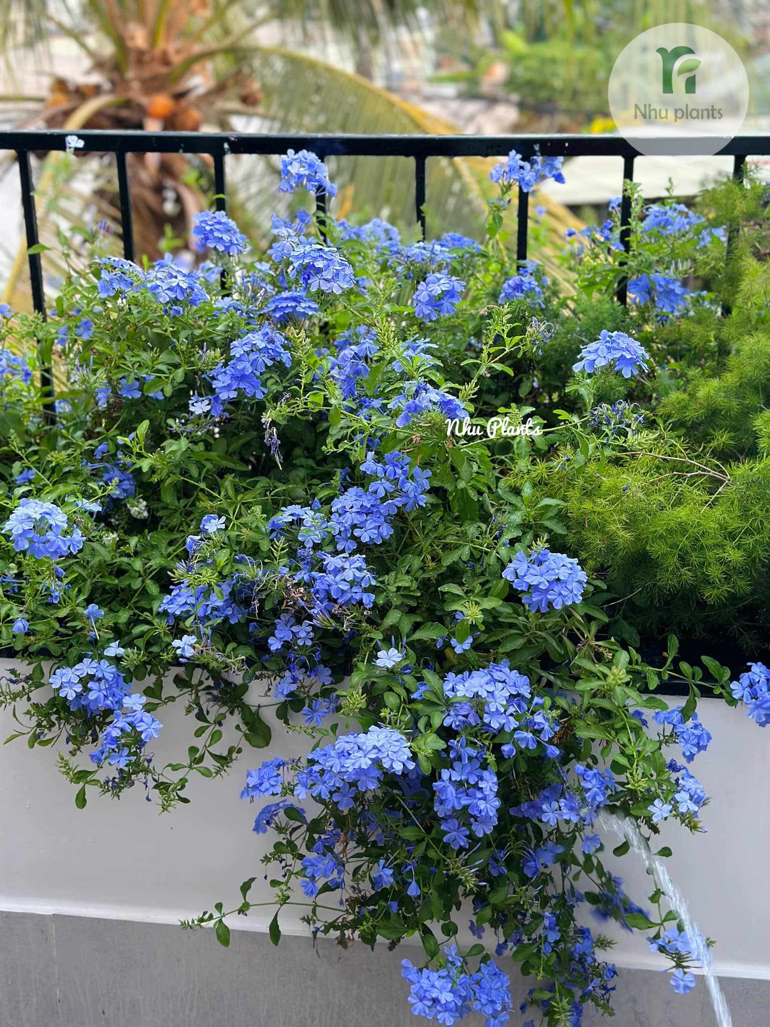 điểm sáng của nhóm cây ngoại thất