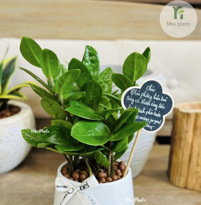 Lá của Cây Kim Tiền để bàn khá dày nên rất dễ bám bụi, đặc biệt trong môi trường văn phòng. Bụi bẩn lâu ngày sẽ làm lá xỉn màu và giảm khả năng quang hợp.