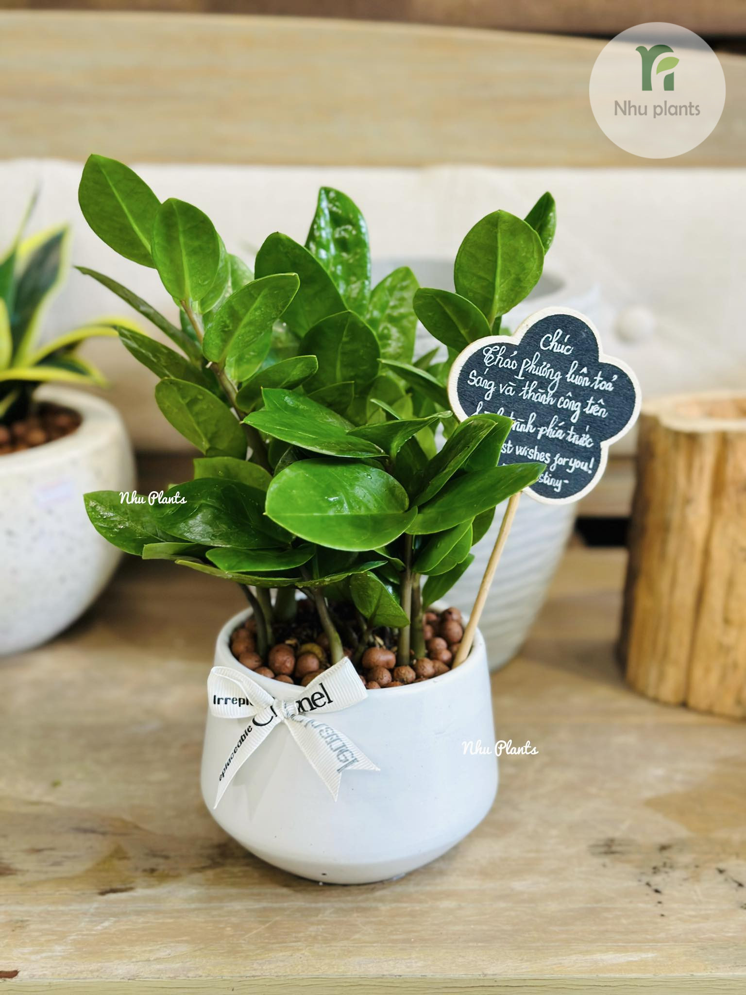 Lá của Cây Kim Tiền để bàn khá dày nên rất dễ bám bụi, đặc biệt trong môi trường văn phòng. Bụi bẩn lâu ngày sẽ làm lá xỉn màu và giảm khả năng quang hợp.