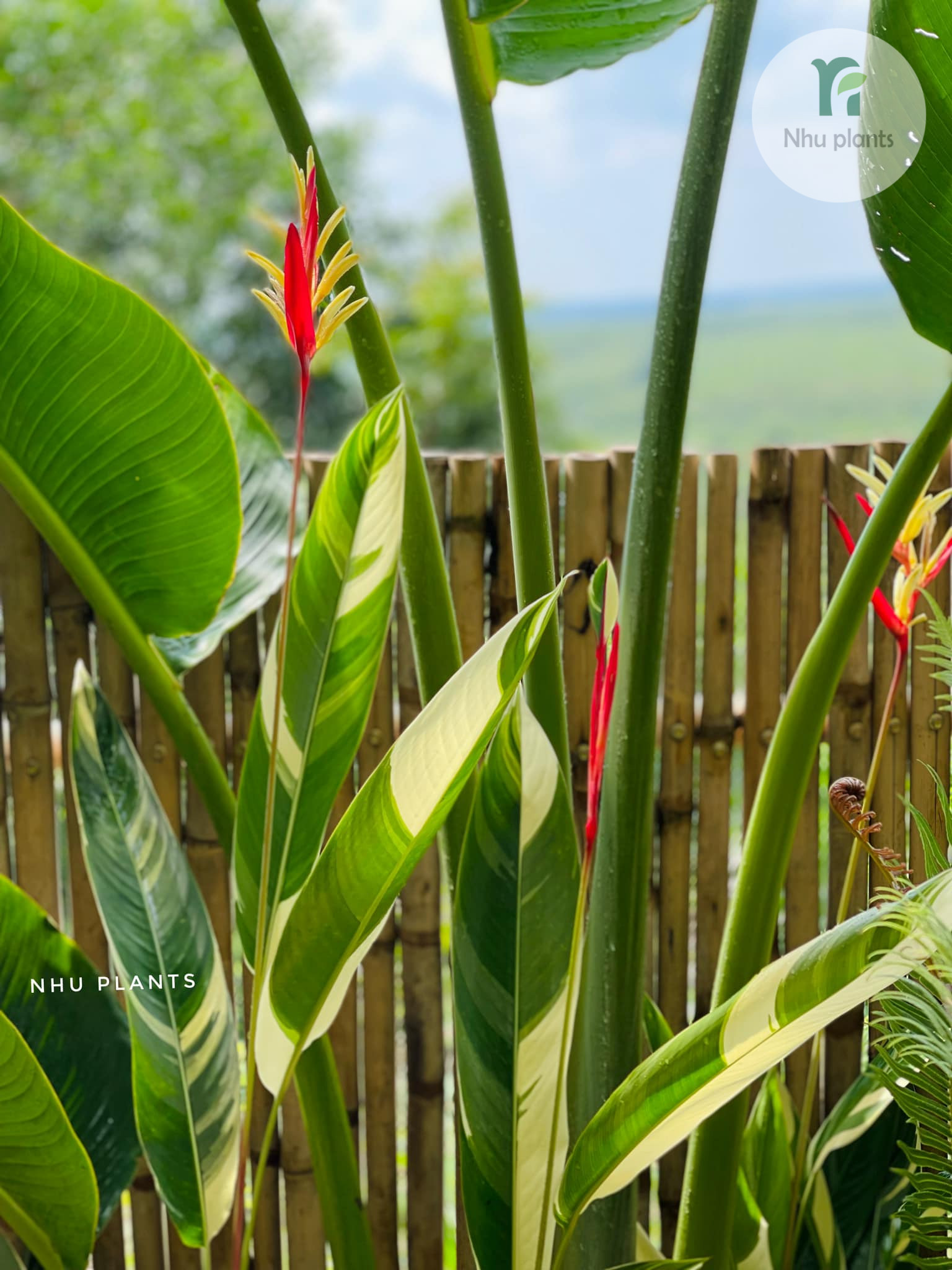 nghệ thuật nhiệt đới trong cây ngoại thất