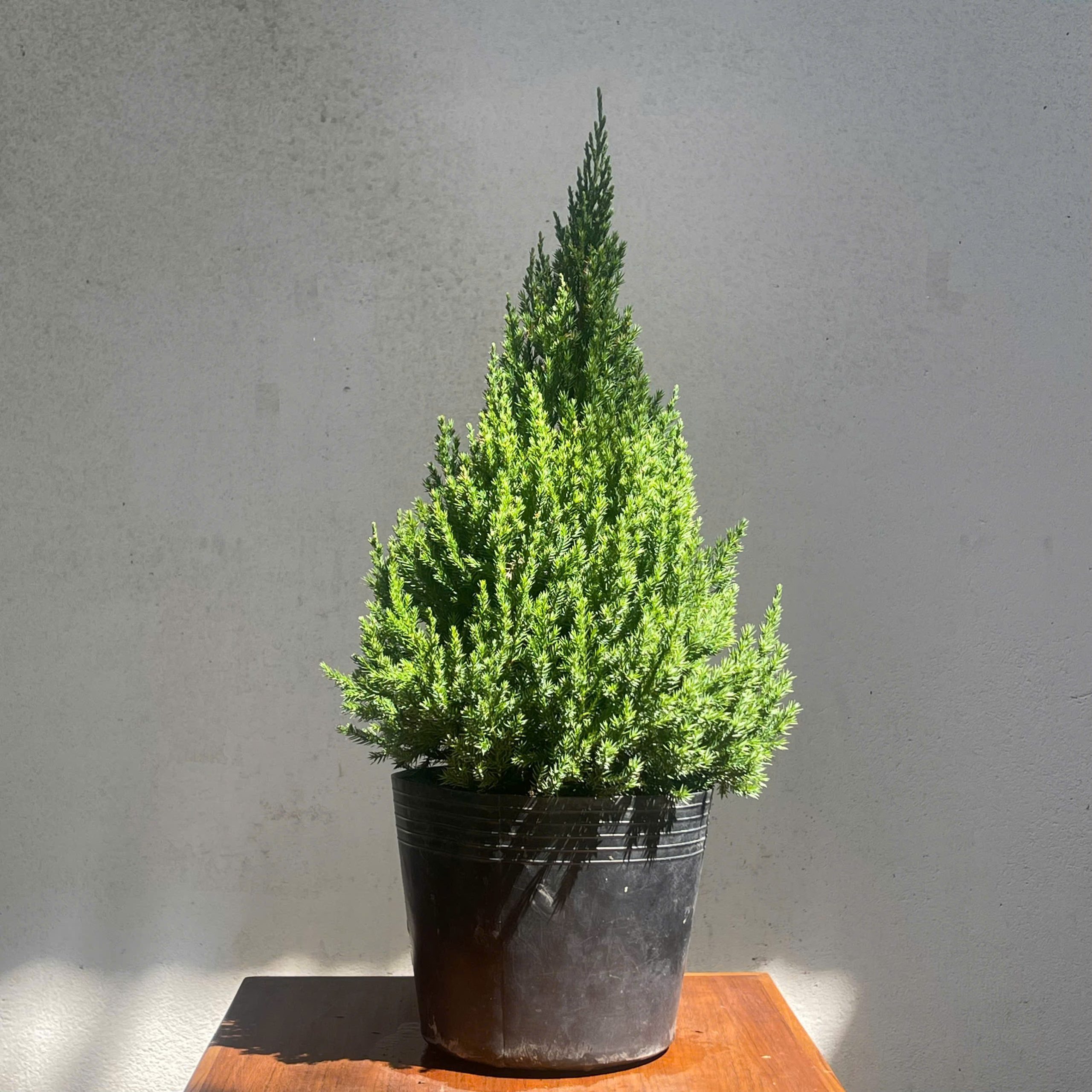 CÂY TÙNG Ú Mập size M ( 55 CM - 60CM ) | NHU Plants - Hình ảnh 12