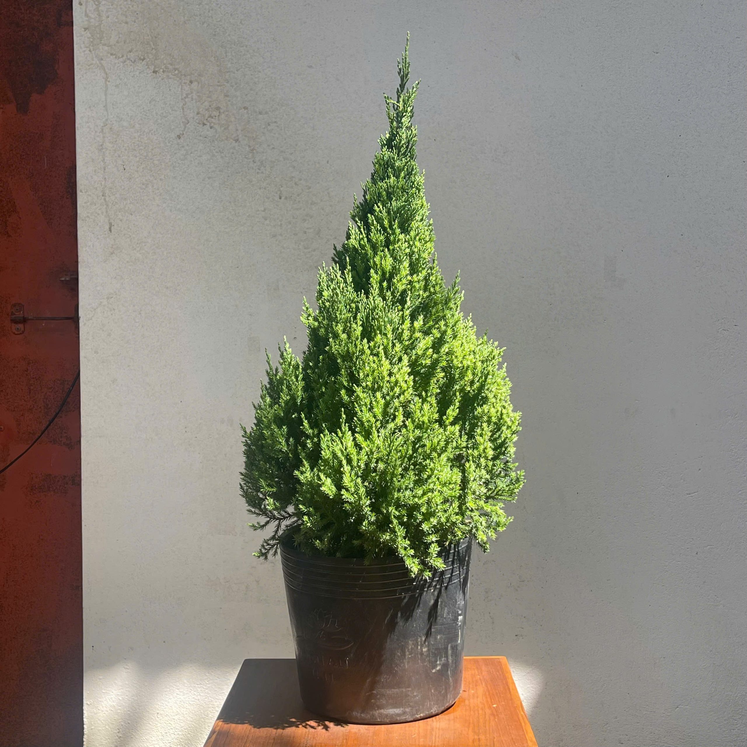 Cây Tùng Ú Mập Size XL (65–75cm) | NHU Plants - Hình ảnh 6