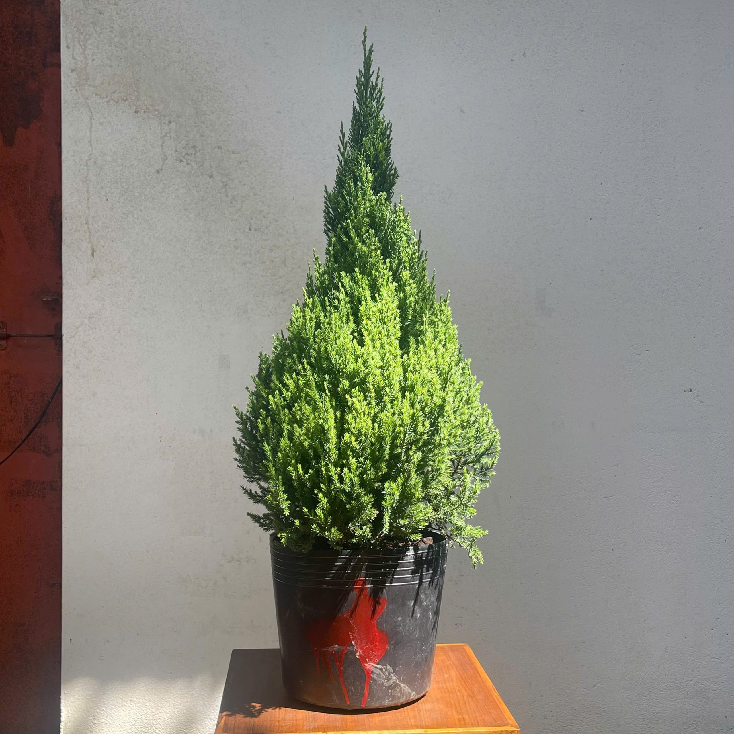 CÂY TÙNG Ú Mập size M ( 55 CM - 60CM ) | NHU Plants - Hình ảnh 10